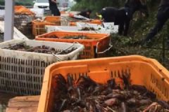 车翻了2吨小龙虾跑了！简直就是吃货的噩耗！[多图]