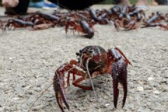 德国小龙虾泛滥“求吃”，中国小龙虾涨价比茅台还快[多图]