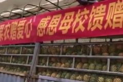送儿子学校4万斤菠萝，吃菠萝有哪些好处和禁忌？[多图]