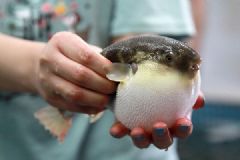 中国破译河豚基因，吃河豚中毒将有药可救[多图]