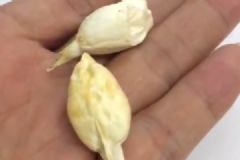 市民煮鱼掉出稀罕物有人开价百万，鱼宝很值钱吗？[多图]