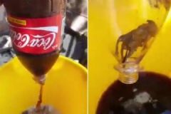 可口可乐现死老鼠，你还敢再喝吗？[多图]