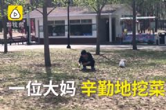 买公园月票只为挖野菜，吃野菜要注意些什么？[多图]