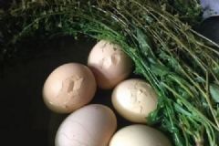 三月三一定要吃鸡蛋吗？三月三怎么吃鸡蛋最好？[多图]