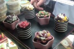 高校食堂推出多肉蛋糕10分钟抢光，12元一份不涨价[多图]