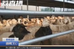 山东冠县一屠宰场售瘦肉精羊肉，宰前还要注两次水[多图]