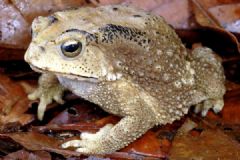 夫妻抓癞蛤蟆食用中毒，一死一伤[多图]