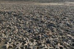英国海滩现死海星，数量惊人如同迎来“世界末日”[多图]