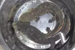 女子收到两条大鱼被难住，不敢吃也不敢随便放生[多图]