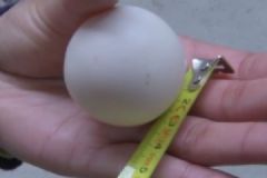 “乒乓球”鸡蛋拍出4千元高价，出现概率仅十亿分之一[多图]