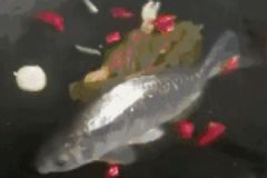 千万不要让女朋友学做饭！厨房惨案照流出，笑到崩溃！[多图]