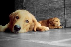 禽类也可感染狂犬病，专家：加快犬只管理立法[多图]