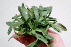 你知道面条菜是什么吗？面条菜可以减肥瘦身！[多图]