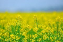 油菜花什么时候开？油菜花可以吃吗？[多图]