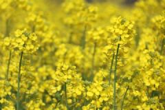 油菜花的花能吃吗？油菜花有哪些功效作用？[多图]