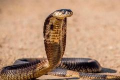 眼镜蛇钻老人被窝，吓坏熟睡老人，蛇入室怎么办？[多图]