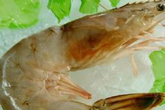 虾尾刺破手指身亡，什么是海洋创伤弧菌[多图]