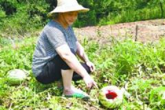 3万斤西瓜被它糟蹋了一半，村民两难:防不住又打不得[多图]