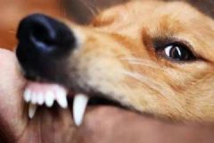 男童气管被狗咬穿，孩子不断地反抗呼喊但为时已晚[多图]