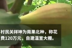 妻子怀孕想吃新鲜水果，丈夫花120万建大棚种无花果[多图]