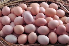 何炅给谢娜买土鸡蛋，产后吃土鸡蛋有什么好处？[多图]