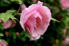 蔷薇有什么功效？蔷薇的功效与作用[图]