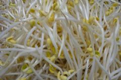 怎样自己发黄豆芽？黄豆芽怎么自己发最好？[图]