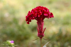 鸡冠花的功效有哪些？鸡冠花有什么功效及作用？[图]