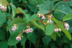 罗布麻茶会出现什么反作用吗？高血脂患者饮食建议有哪些？[图]