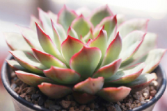 电脑族桌上放什么植物好？拒绝辐射为肌肤选款绿色植物[图]